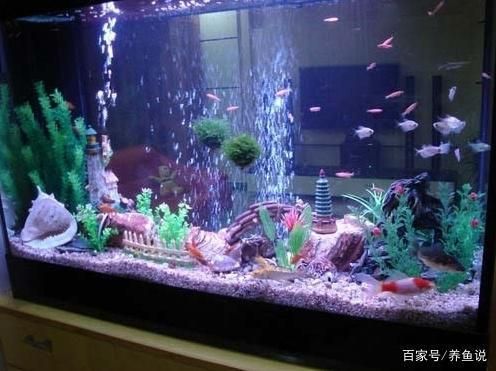 紅龍魚有幾個品種（紅龍魚有幾個品種圖片）
