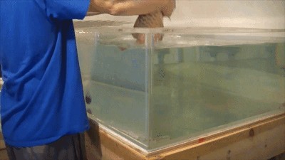 龍魚 美容：龍魚美容前后對比圖