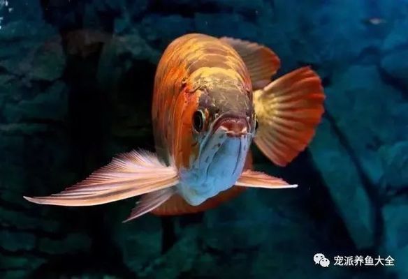 龍魚 美容：龍魚美容前后對比圖