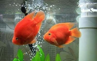 龍魚養幾條好吉利風水：養龍魚的數量與風水學中的“龍”相呼應，象征吉祥和財富