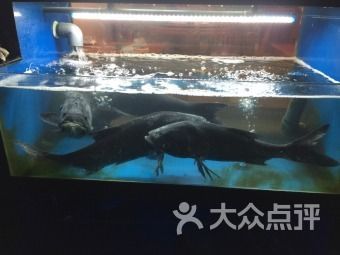 金龍魚20萬（15個月蒸發5300億，金龍魚跌落神壇） 金龍魚20萬（15個月蒸發5300億，金龍魚跌落神壇） 龍魚百科