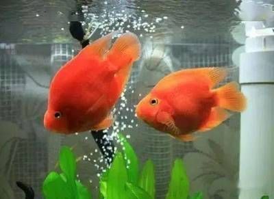 釣到招財龍魚（招財的魚有哪些） 釣到招財龍魚（招財的魚有哪些） 龍魚百科 第1張