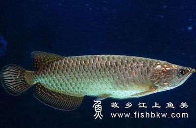 龍魚被咬傷了怎么治療：龍魚被咬傷了怎么辦
