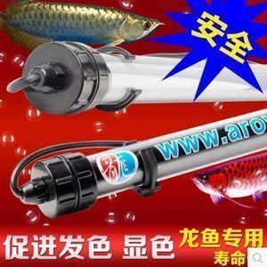龍魚被咬傷了怎么治療：龍魚被咬傷了怎么辦
