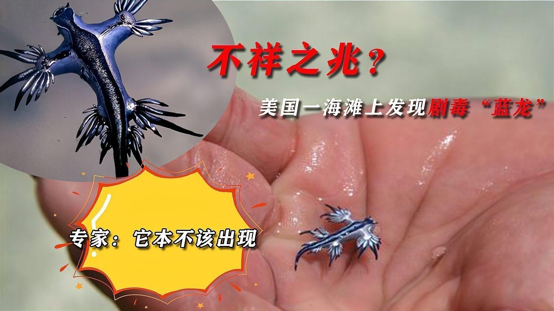 藍龍在哪些文化中有特殊意義？
