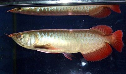 龍魚的種類與鑒別：號半紅龍成魚圖片