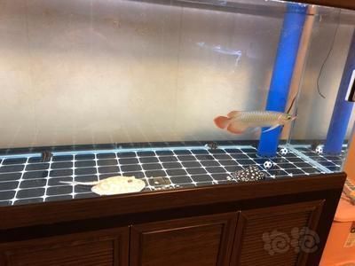 龍魚換水勤會怎么樣，如何判斷龍魚水質(zhì)穩(wěn)定，龍魚換水注意事項(xiàng)有哪些