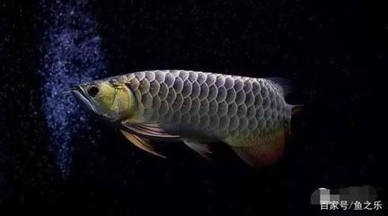 龍魚是否可以吃魚飼料？：龍魚可以吃魚飼料嗎？