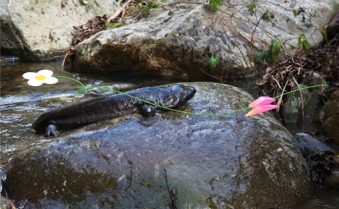 娃娃魚和六角恐龍魚