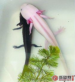娃娃魚和六角恐龍魚