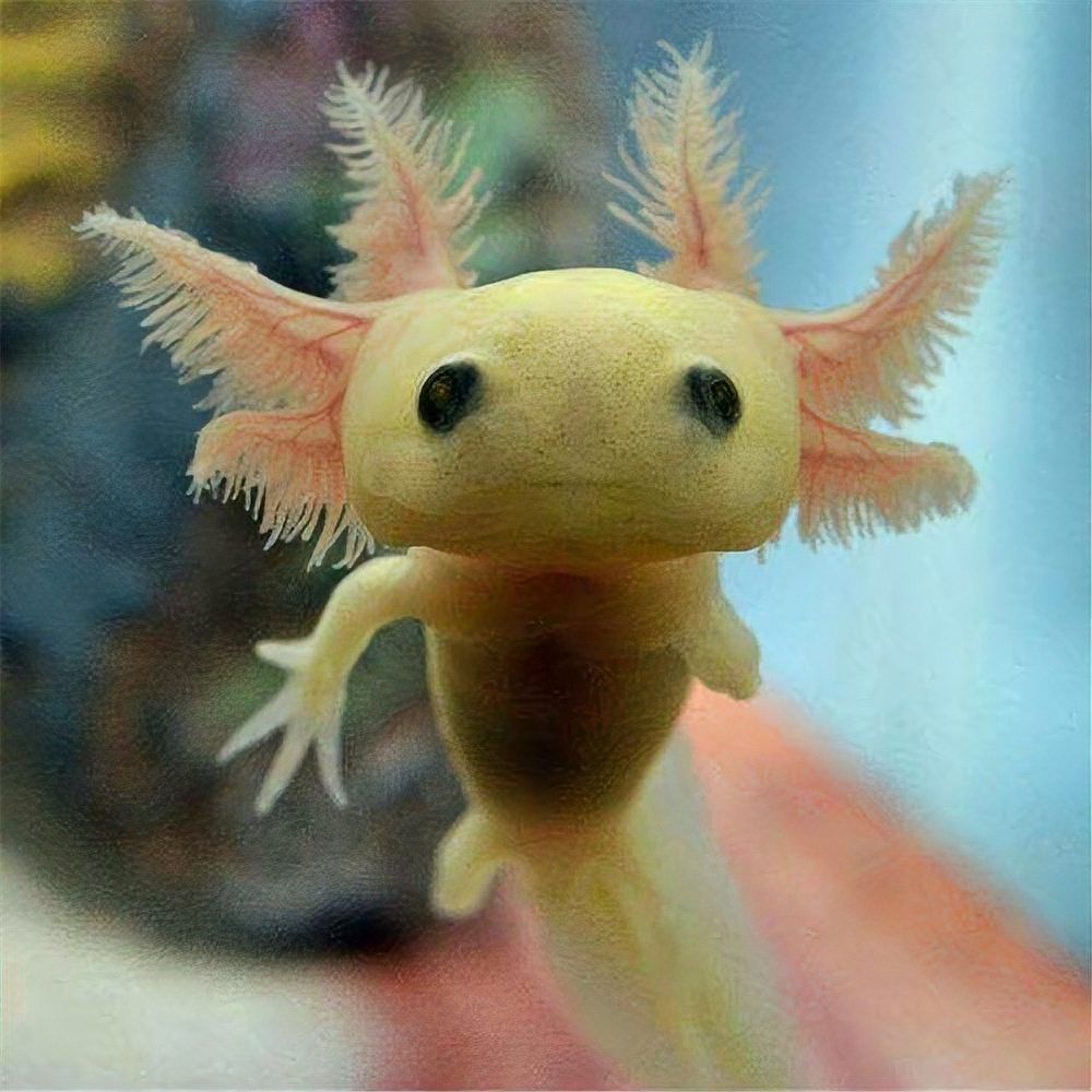 娃娃魚和六角恐龍魚