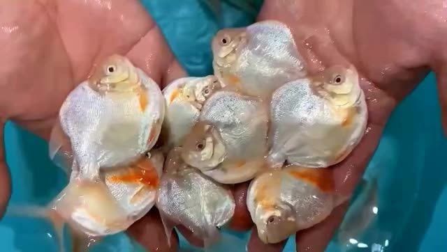 龍魚傷口斷根后如何護理？