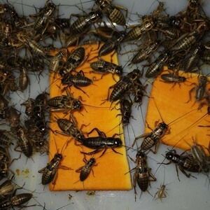 龍魚都吃啥：龍魚發色吃什么好 龍魚都吃啥：龍魚發色吃什么好 龍魚百科 第5張