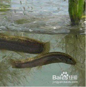 如何安全地給紅龍魚喂食泥鰍？