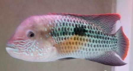 被龍魚咬了怎么辦用什么藥（當被龍魚咬傷后，根據傷口的嚴重程度）