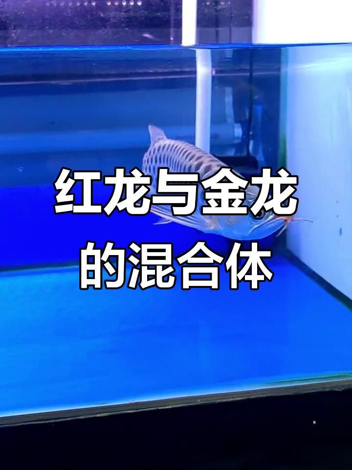 如何區分紅龍和金龍的不同品種？