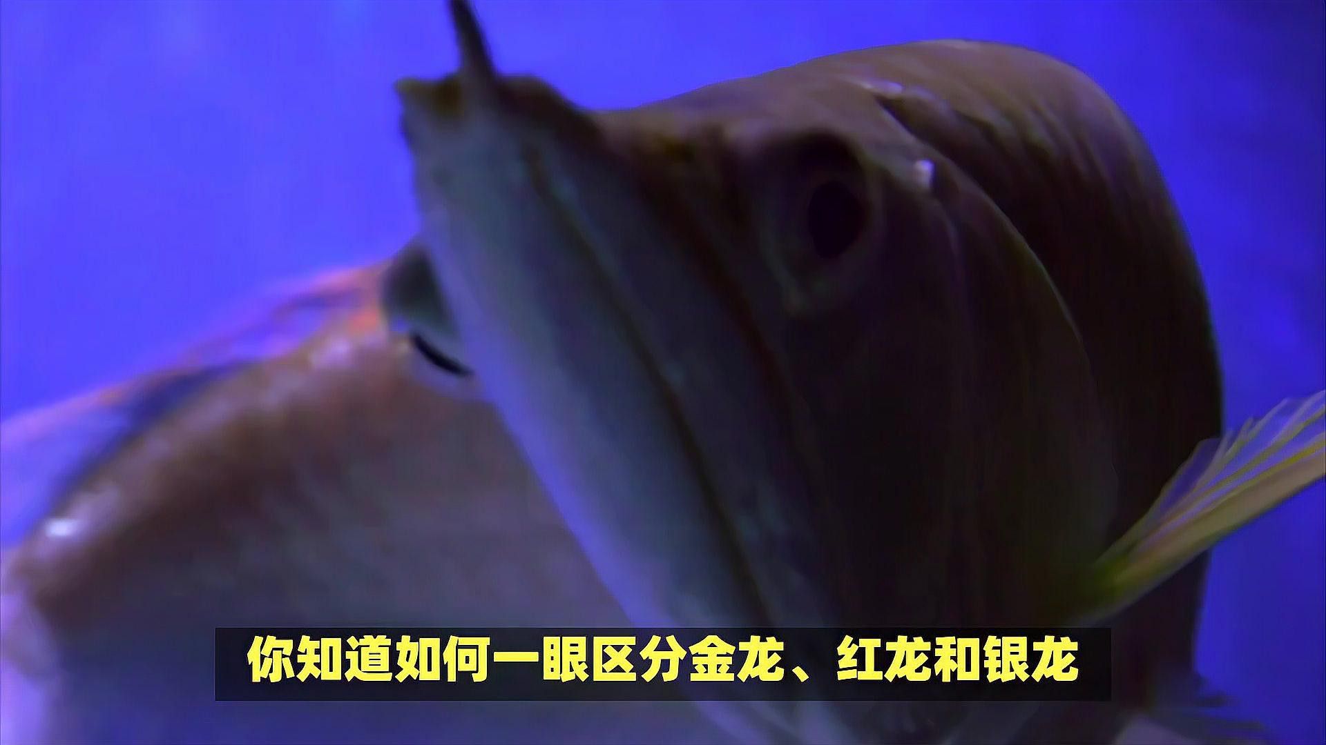 如何區分紅龍和金龍的不同品種？