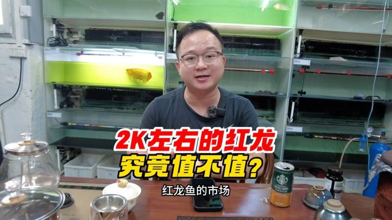 如何區分紅龍和金龍的不同品種？