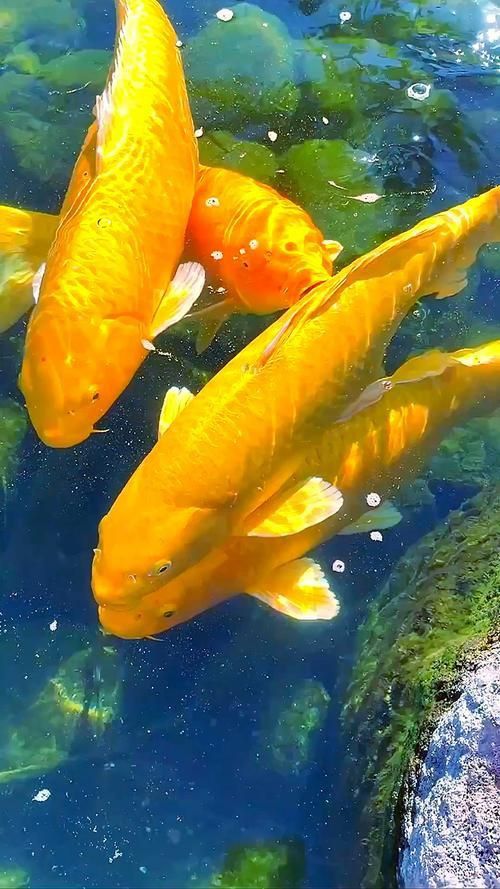 金鯉魚圖片大全