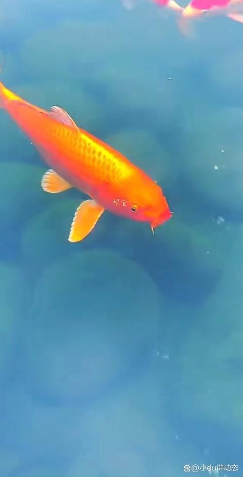 金鯉魚圖片大全