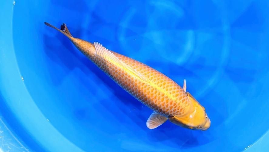 金鯉魚圖片大全