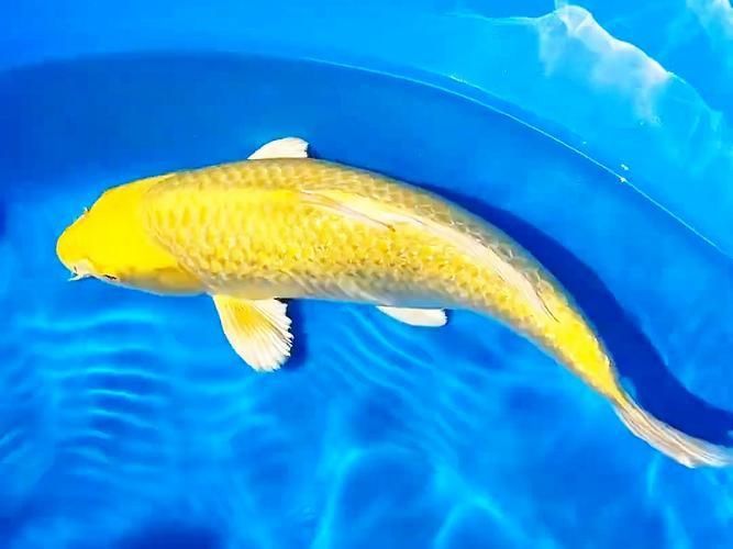 金鯉魚圖片大全