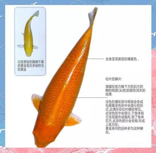 金鯉魚圖片大全