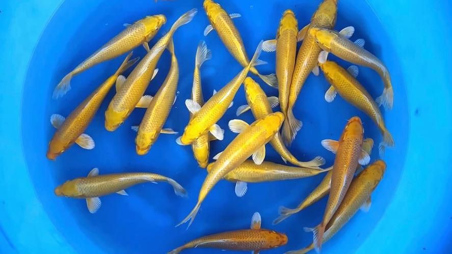 金鯉魚圖片大全