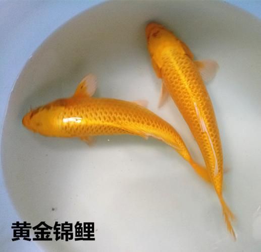 金鯉魚圖片大全