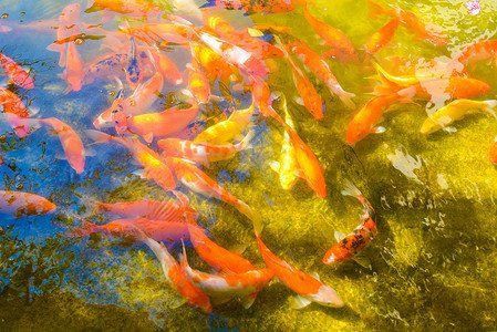 金鯉魚圖片大全