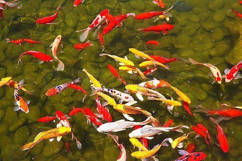 金鯉魚圖片大全