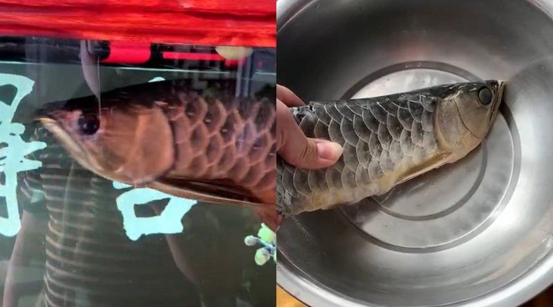 石家莊男子吃掉金龍魚視頻播放 石家莊男子吃掉金龍魚視頻播放 龍魚百科 第1張