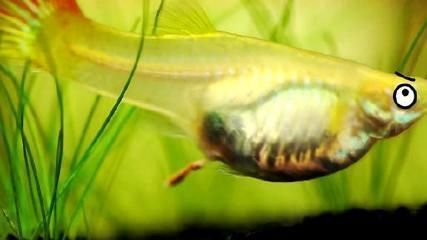 龍魚吃食多久可以換水：龍魚換水前后需要注意什么