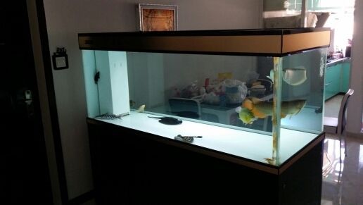 龍魚和巴西亞混養技巧圖解，如何將龍魚與巴西亞混養