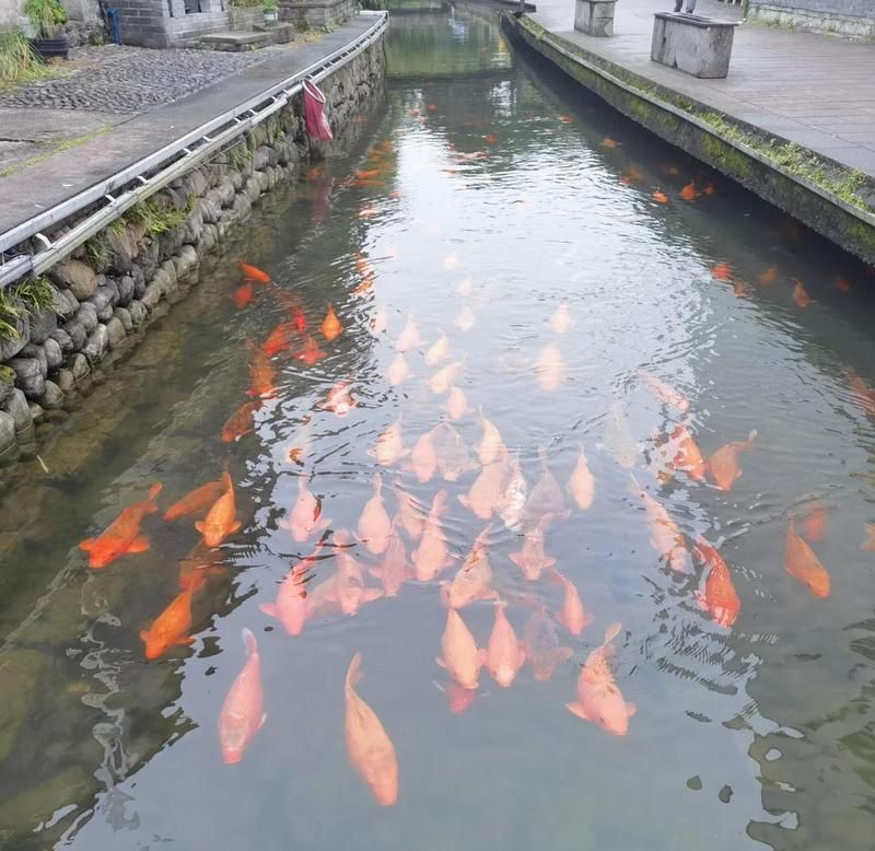 金色鯉魚的寓意和象征