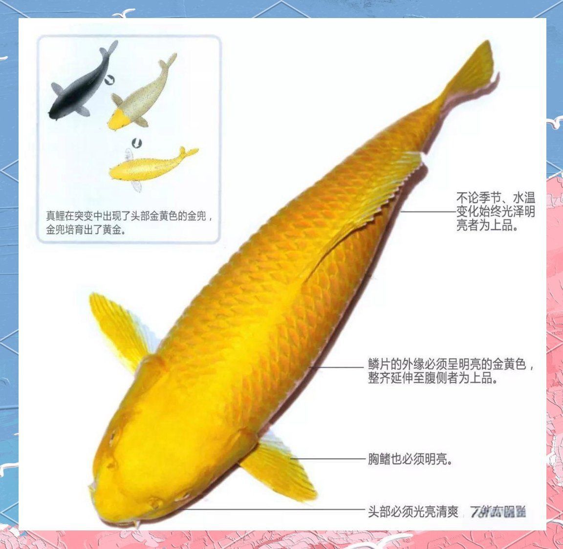 金色鯉魚的寓意和象征