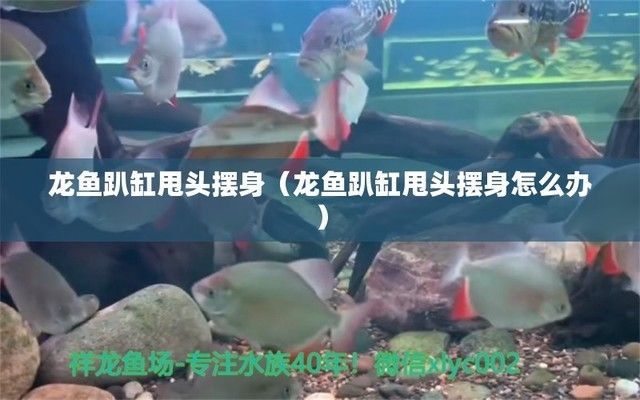 龍魚趴缸甩頭怎么回事：龍魚在缸中趴著不動(dòng)，甩頭可能是由于多種原因引起的