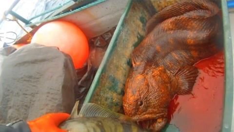 廣州龍魚批發市場在哪里：廣州市花地越和花鳥魚蟲市場批發市場在哪里