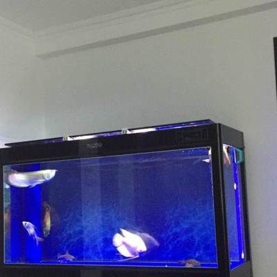 40寬缸養(yǎng)龍魚：40厘米寬的魚缸不適合養(yǎng)龍魚，為了確保龍魚的健康生長(zhǎng)