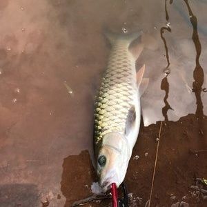 朱巴利魚苗批發：關于朱巴利魚苗批發和貨源基地的一些信息