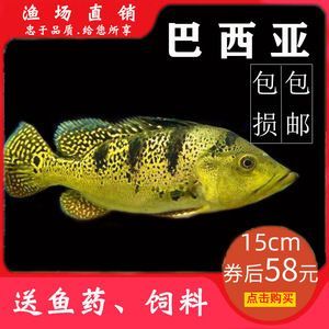 龍魚的最佳配魚方法：如何選擇龍魚的最佳配魚方法