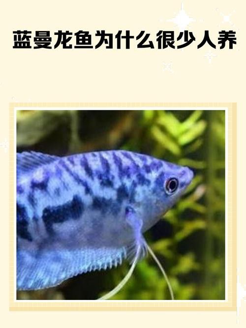 曼龍魚的圖片