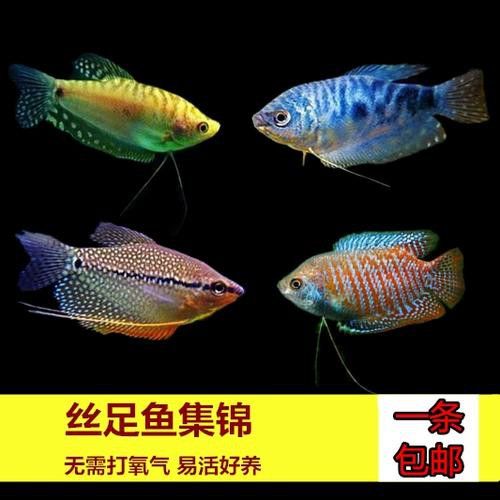 曼龍魚的圖片