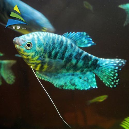 曼龍魚的圖片