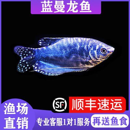 曼龍魚的圖片