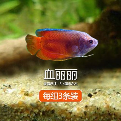 曼龍魚的圖片