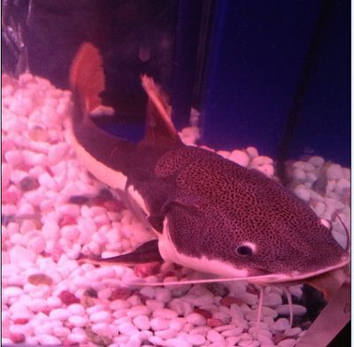 熱帶魚銀龍魚腹鰭發紅（銀龍魚腹部發紅怎么辦）