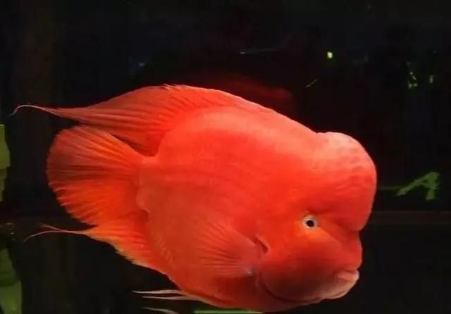 熱帶魚銀龍魚腹鰭發紅（銀龍魚腹部發紅怎么辦）