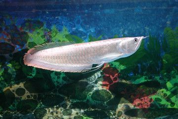 熱帶魚銀龍魚腹鰭發紅（銀龍魚腹部發紅怎么辦）