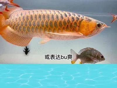 龍魚叫聲原理：龍魚叫聲原理是由成年公龍魚在繁殖季節發出的叫聲